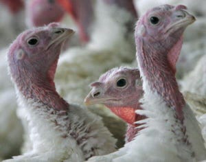 New avian influenza strain takes flight