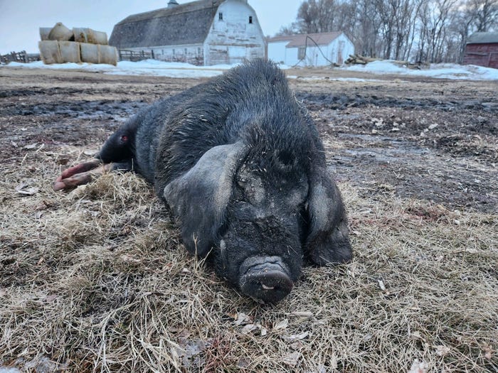 Nelson County ND pig.jpg