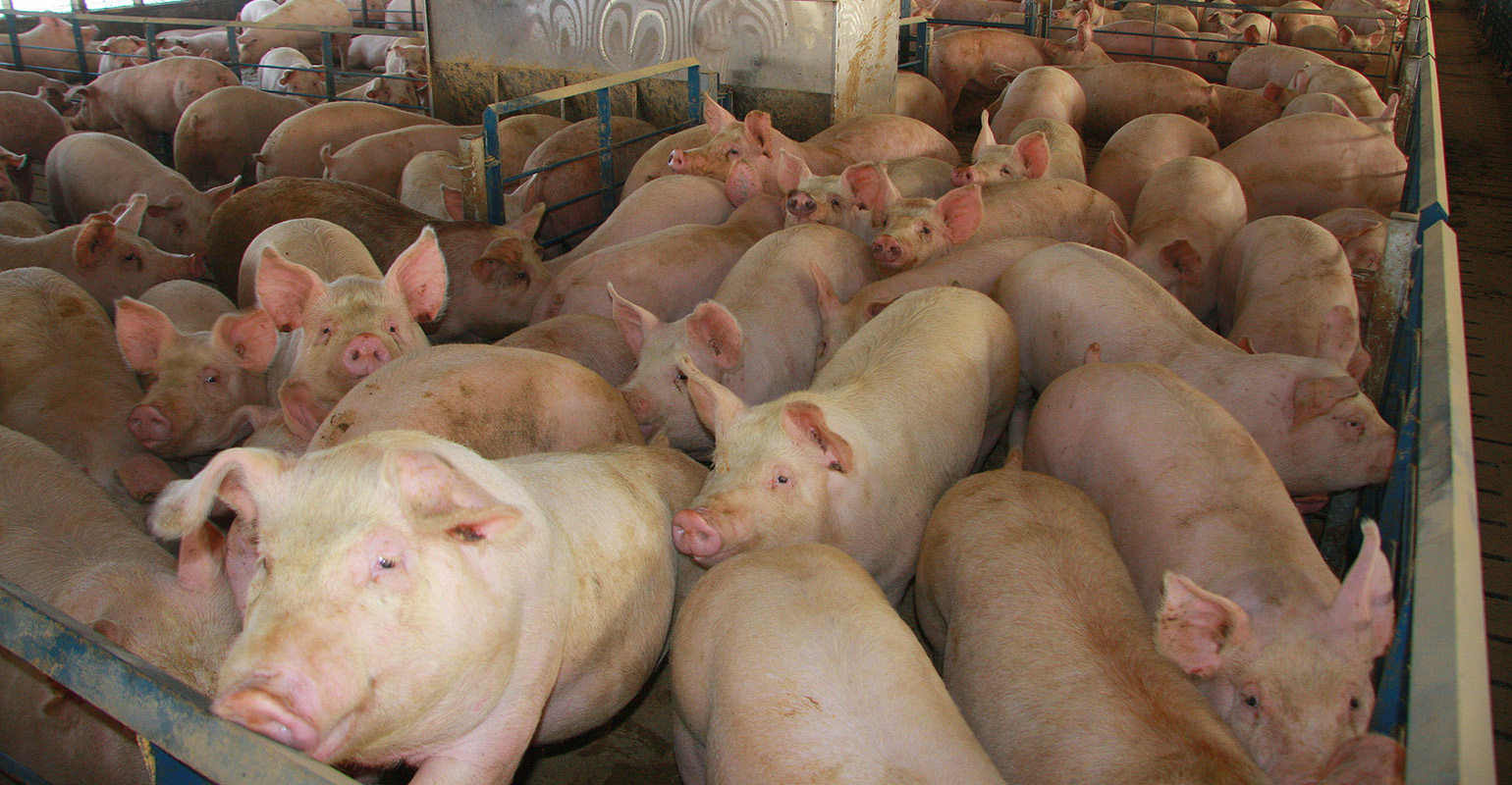 Trace Minerals Can Counter Reproductive Problems in Swine – Zinpro®