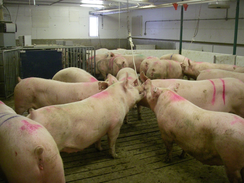 USDA ARS to research environmental enrichment and pig welfare