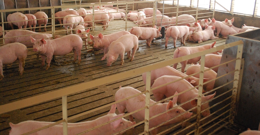 Finishing pigs in a pen