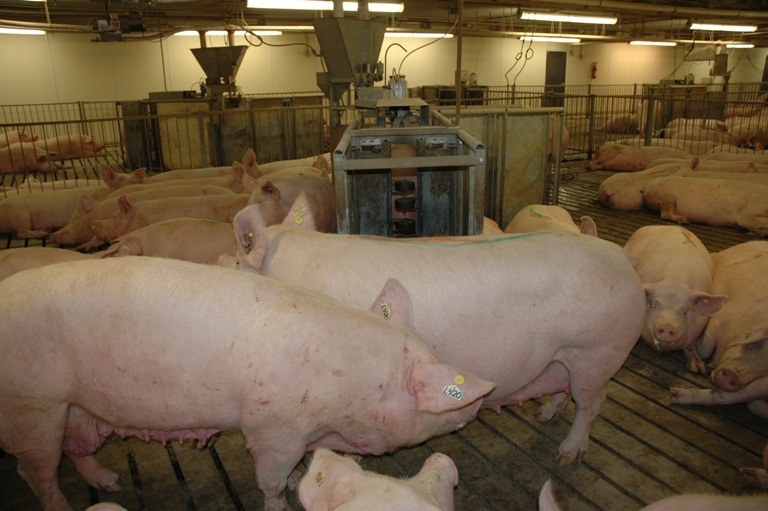 Safeway Plans for Gestation Stall-Free Pork Supply