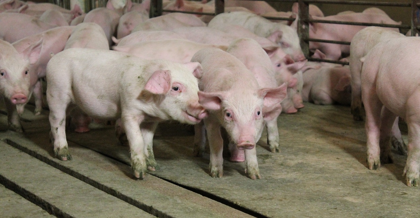 Young pigs on slats in a barn