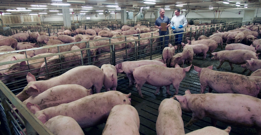 How the swine industry is making progress in managing PRRS