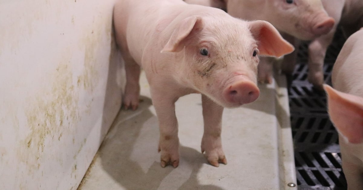 Researchers study Influenza D in pigs to assess human spillover risk