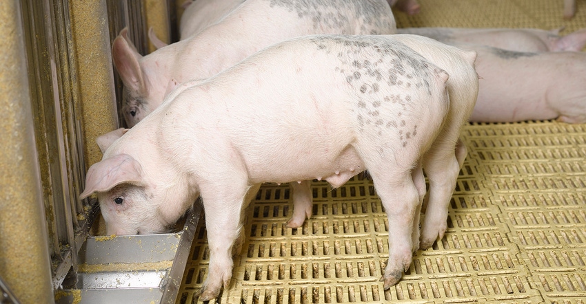 Nursery pigs eating at a feeder