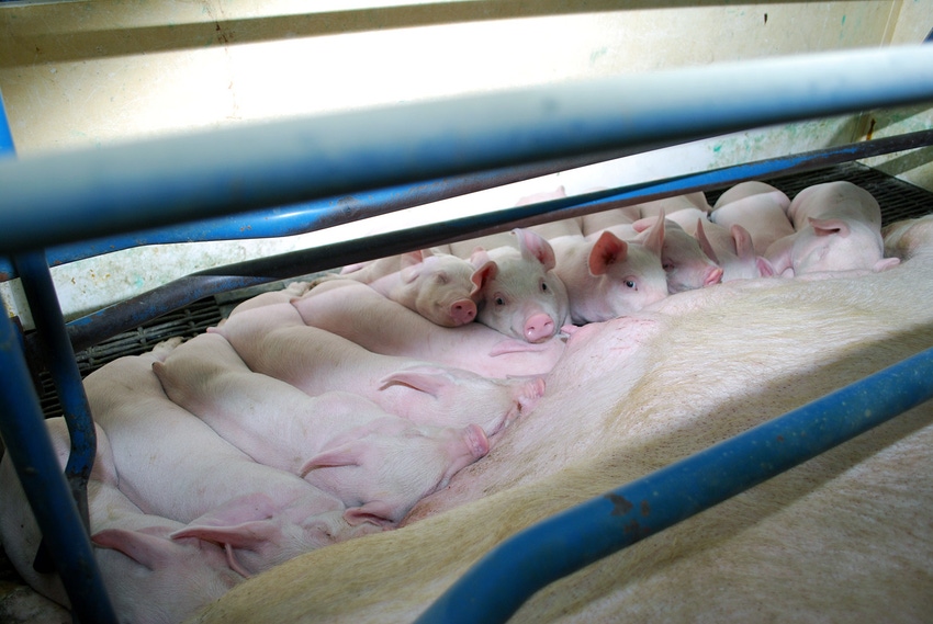 Diets supplemented with oregano oil show minimal impact in sows and litters