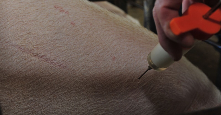 Close-up of an intramuscular injection of a vaccine into a hog