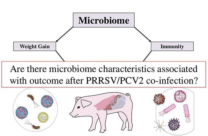 NHF-Microbiome-role-PRRSV-PCV2-co-infection.jpg