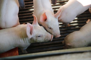 Piglets might unlock keys to in vitro fertilization in humans