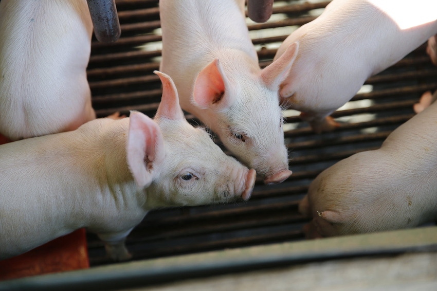 Pigs help paint protein picture for children