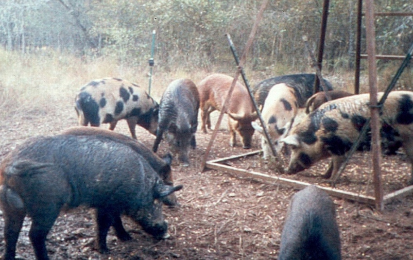 Texas feral hog control hits snag