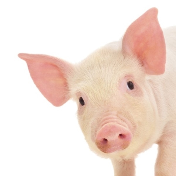 Can U.S. sustain good hog prices?
