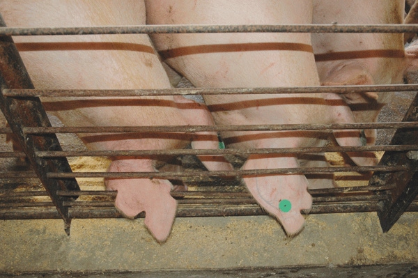 Impact of Sow Feeding on Pig Birth Weights