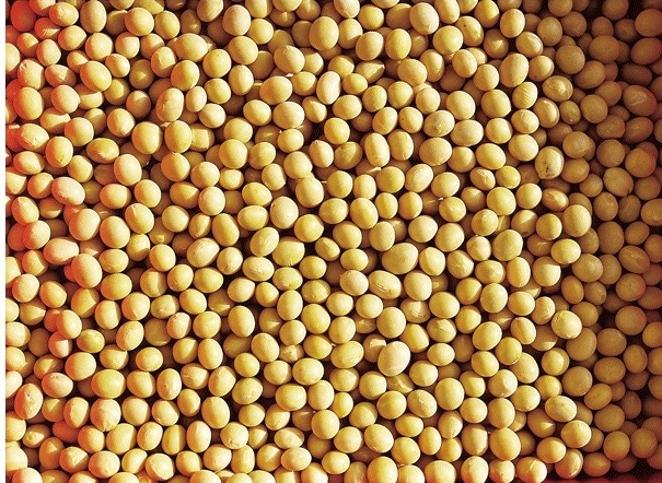 Localized Soybean Meal Shortages Possible