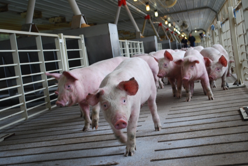 Canadians invest $2 million to study pig welfare