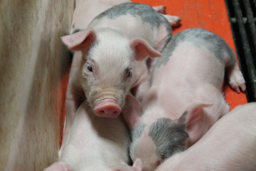 Lighter pigs take advantage of creep feed