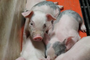 Impact of farrowing management practices on influenza infections
