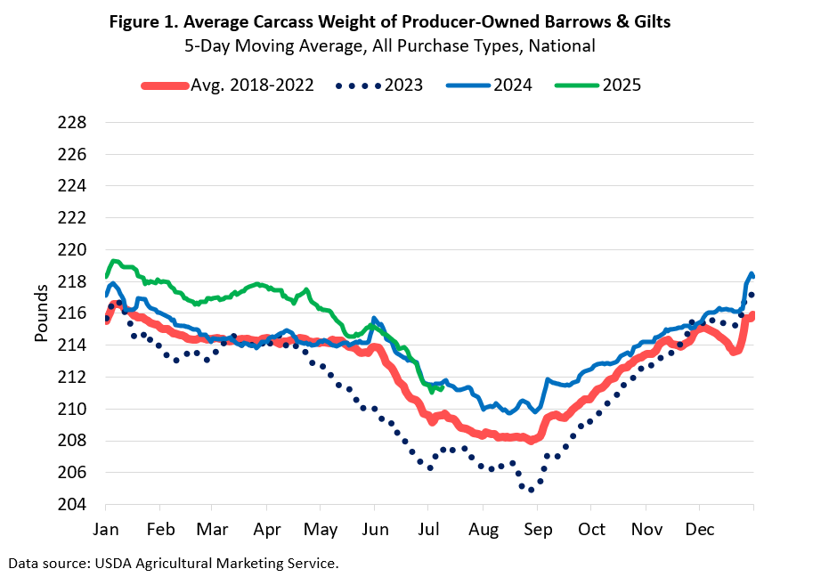USDA reports provide clues on hog market currentness