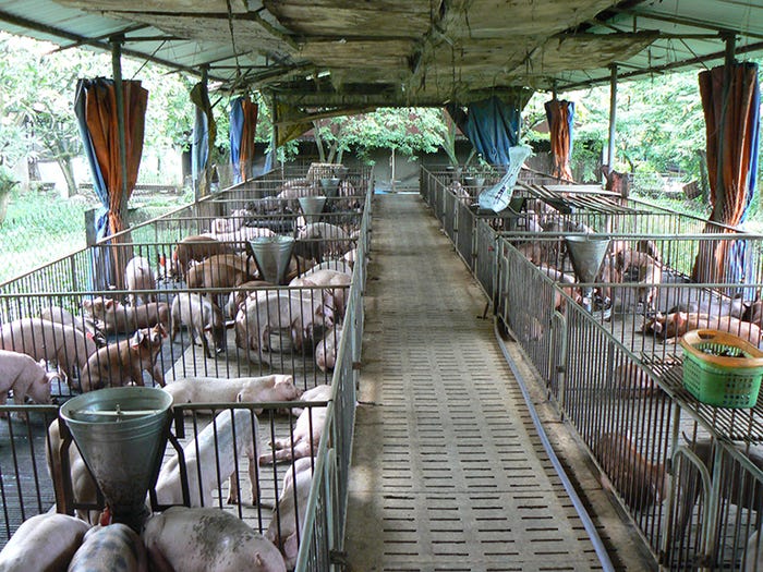 inside an open-air hog barn in Vietnam