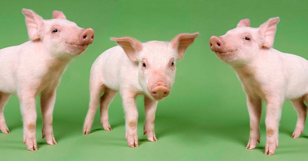 6 appointed to National Pork Board