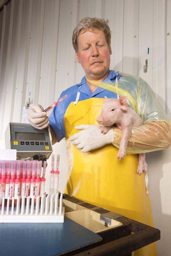 Method to Reduce Piglet Mortality Uncovered