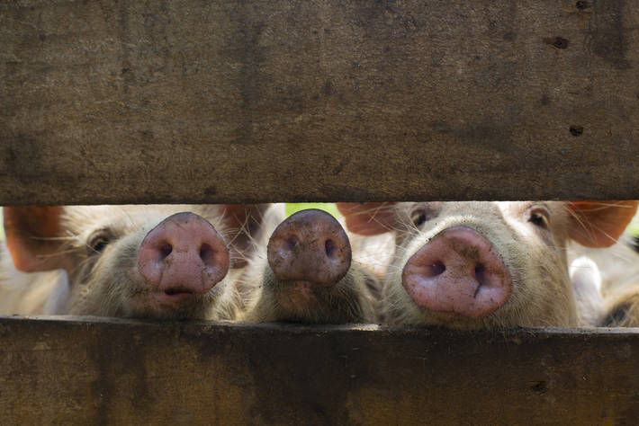 India says it confirmed its first African swine fever outbreak
