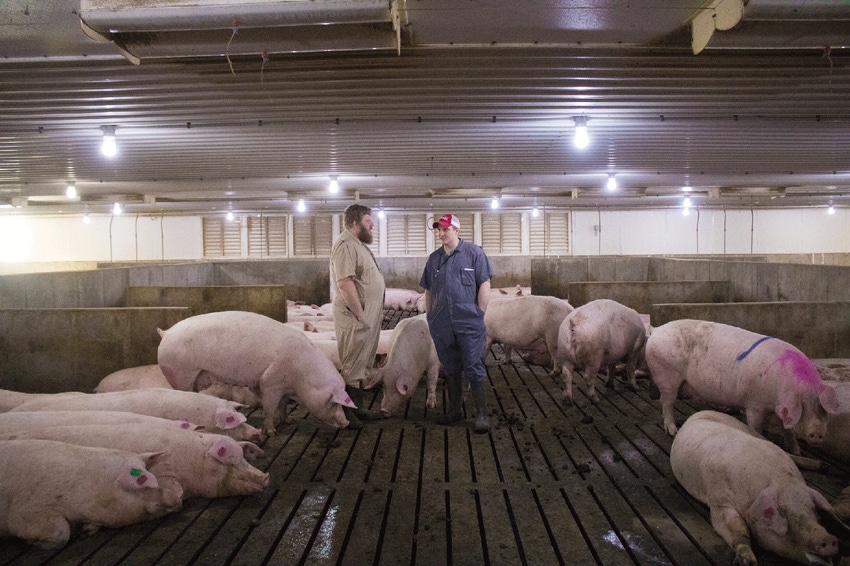 Electronic sow feeding: Basic rules for success
