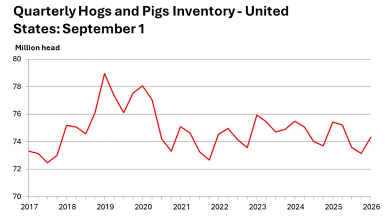 U.S. hog inventory falls 2% from last year to 74.3M head