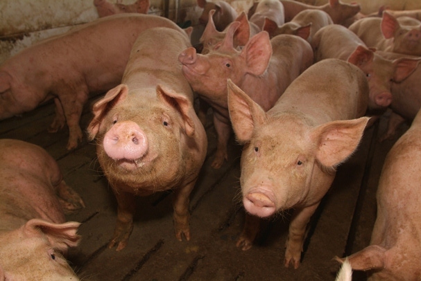 Hog Sector Records Strong 2013
