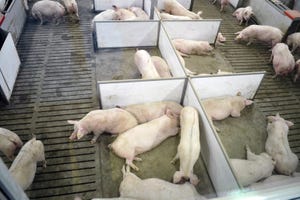Parity, gestation stage impact sows’ maternal growth and feed efficiency