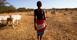 Livestock valued in developing world