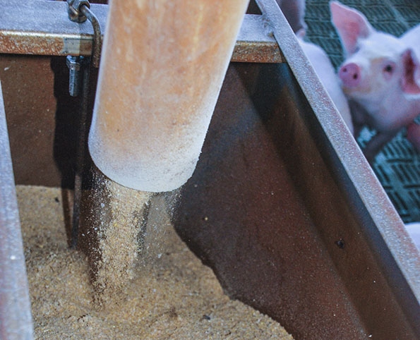 High-protein canola meal beneficial for growing pigs