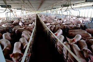 U.S. pork industry risks — the usual suspects
