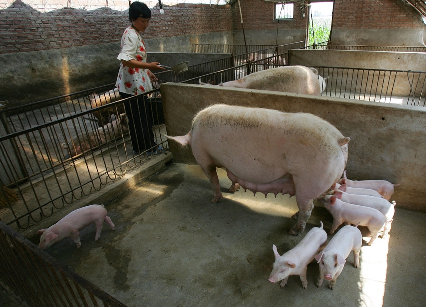 African swine fever in China: What's working, what's not? African swine fever in China: What's working, what's not?