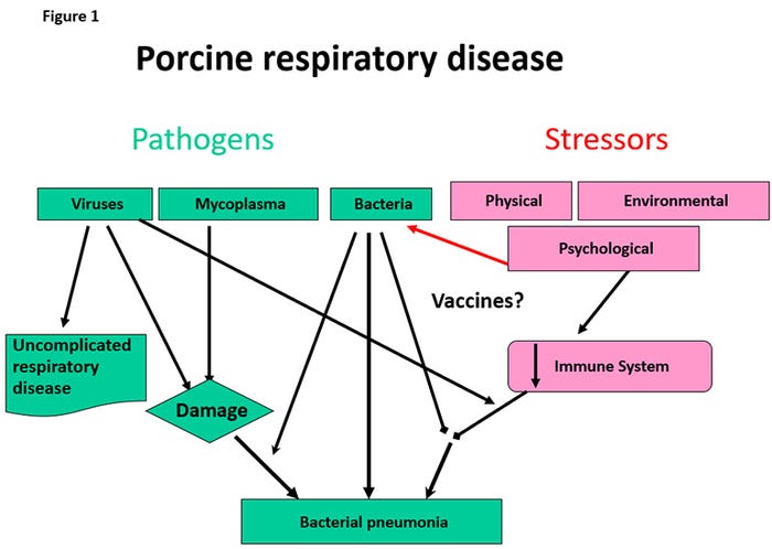  Porcine respiratory disease