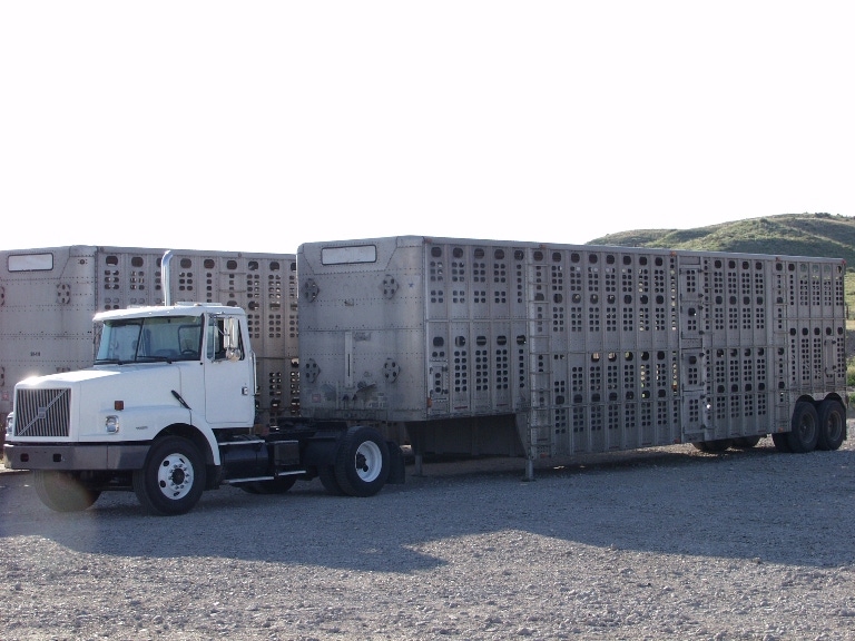 Livestock Haulers Get Exemption from Hours of Service Rule