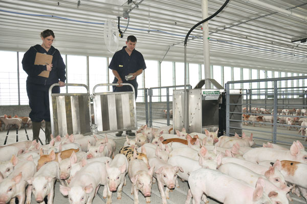 Swine antibiotic system is paramount
