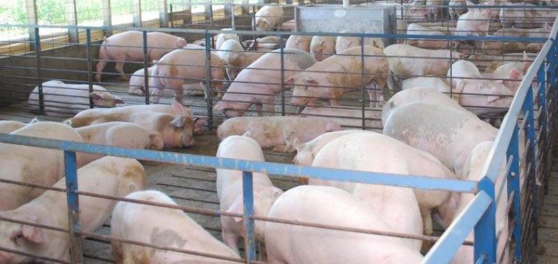 Strong growth in first quarter pork production