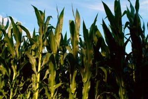 Stalks of Corn.jpg