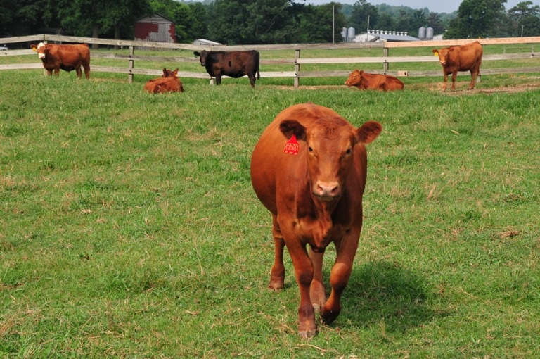 Fewer Cattle Placed on Feed