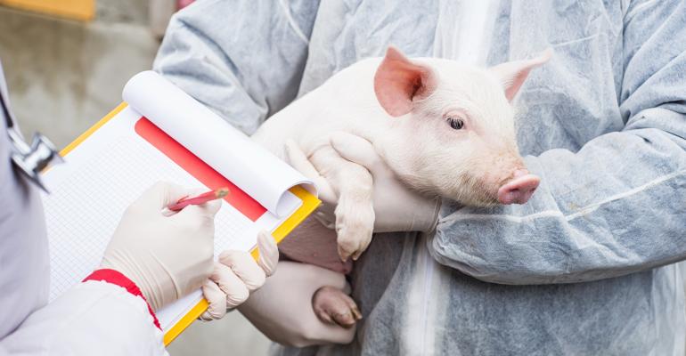 veterinarian holding pig