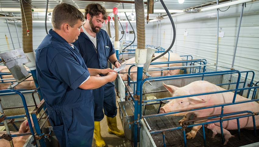 Smithfield first protein company to virtually open hog farm to public
