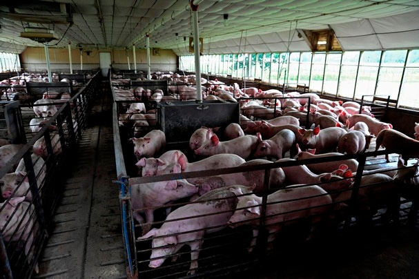 Explaining FDA’s Antibiotic Phase Out in Livestock
