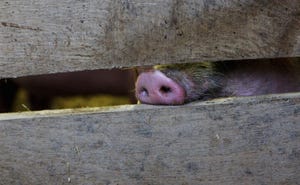 Pig snout poking through a wooden fence 