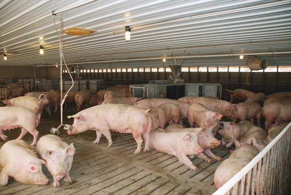 Veterinary Board Amends Sow Housing Position