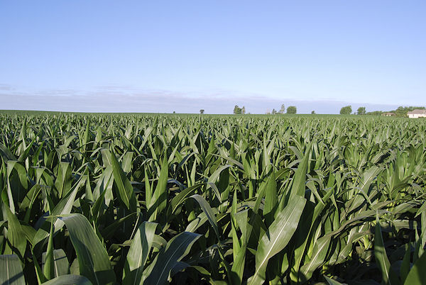 Corn Condition Improves in Latest Report