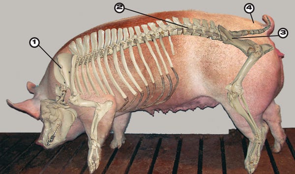 Sow Body Condition Scoring Guidelines Sow Body Condition Scoring Guidelines