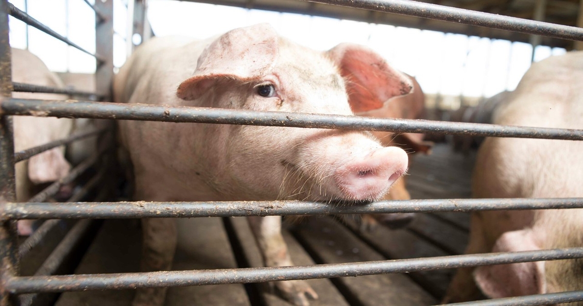 Hog margins flip the script A complete 180 heading into 2025