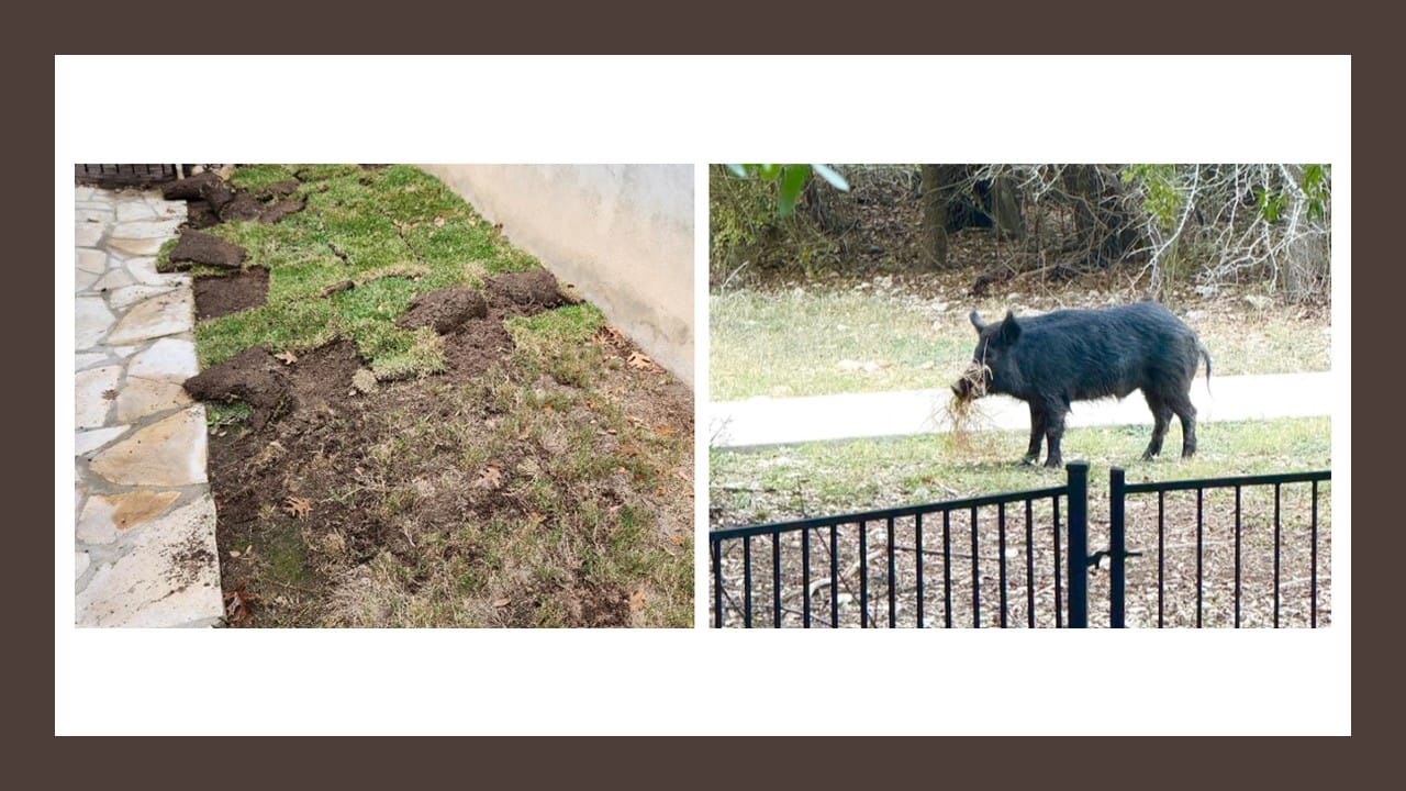 Latest Lean Hogs Prices | National Hog Farmer